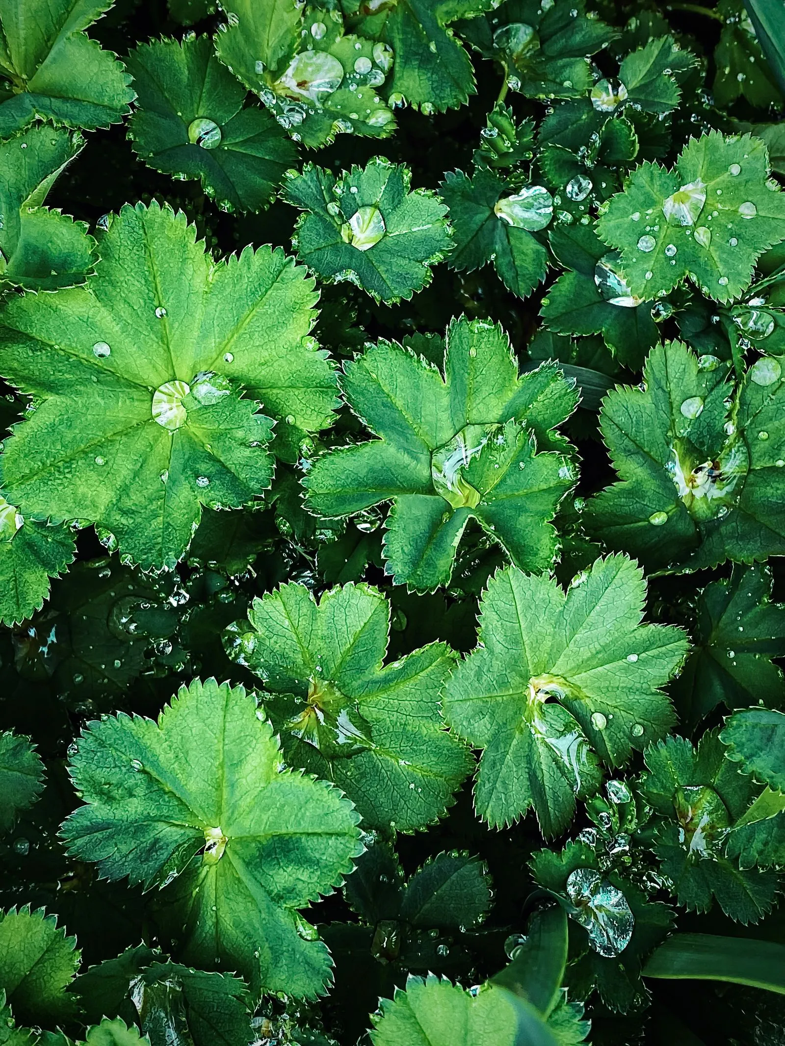Aslan Pençesi