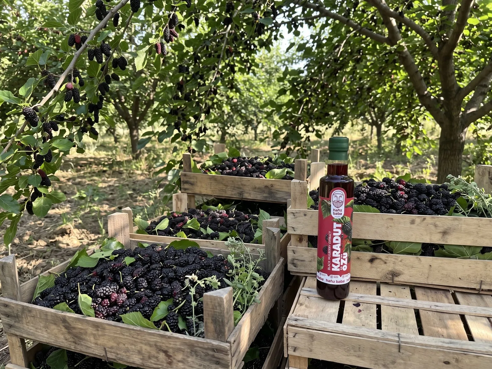 Hafızbaba Karadut Özü
